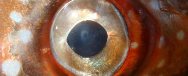 Scientists have discovered the first fully warm-blooded fish