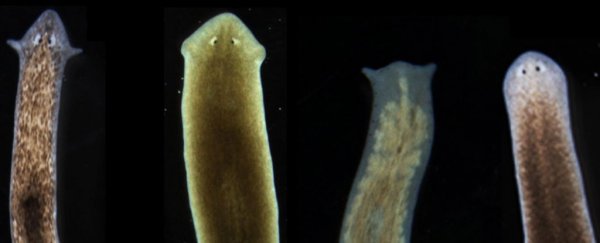 Scientists ‘induce’ flatworms to grow heads and brains of other species