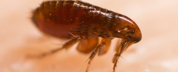 Nobody panic, but fleas carrying bubonic plague have turned up in the US