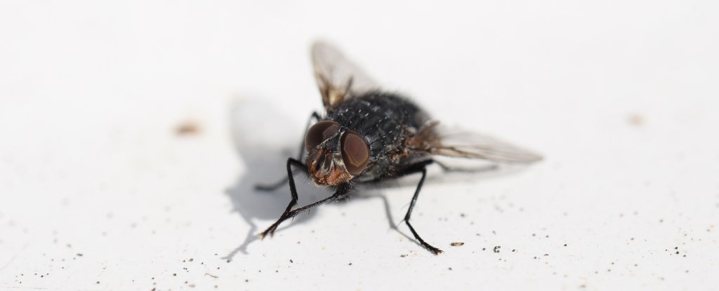 Black Hole Theory >> Flies are much more disgusting and disease-ridden than we ... Black Hole Theory >> Flies are much more disgusting and disease-ridden than we ...