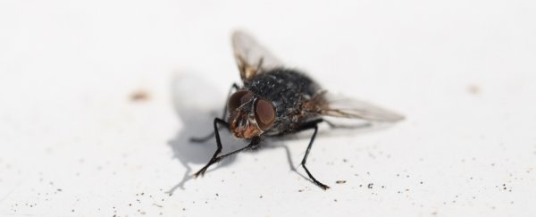 Flies are much more disgusting and disease-ridden than we suspected