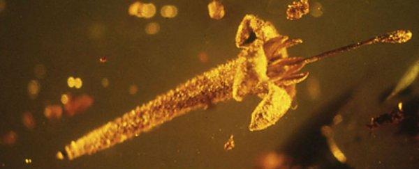 This flower has been perfectly preserved in amber for 15 million years