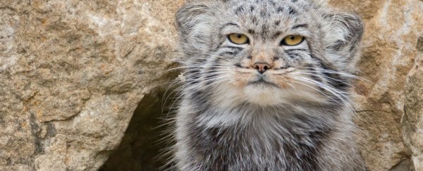 These extremely rare and fluffy wildcats are getting their own sanctuary in Siberia