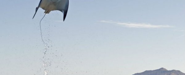 Check out this amazing photo of a flying mobula ray