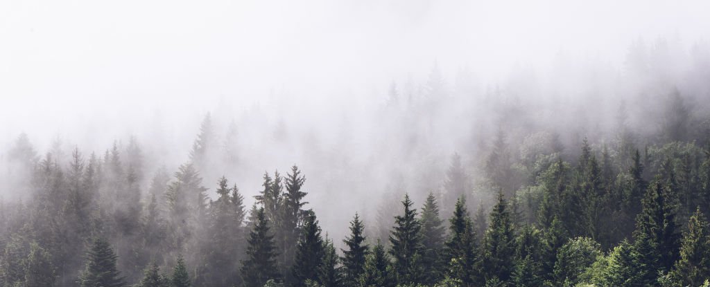 Stay grey. Леруа Мерлен лес в тумане. Эстетика леса в тумане. Обои в виде леса в тумане. Мрачный пейзаж