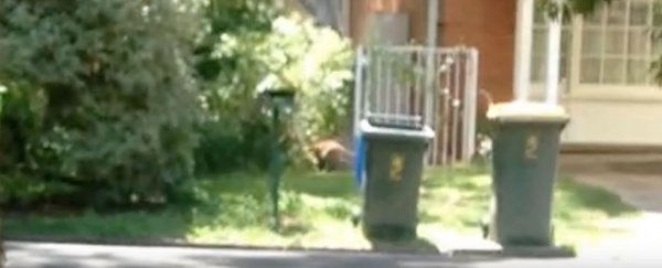 People really want this grainy footage to be an extinct Tasmanian tiger