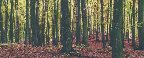 American trees have started migrating west, and no one knows why