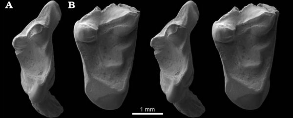 Incredible fossil teeth from earliest mammal ancestors have been found in the UK