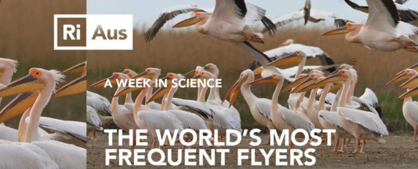 WATCH: The world's most frequent flyers