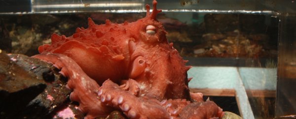 biggest octopus