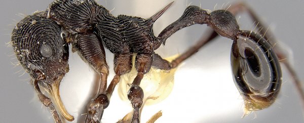 Scientists just discovered a new species of ant - in frog vomit