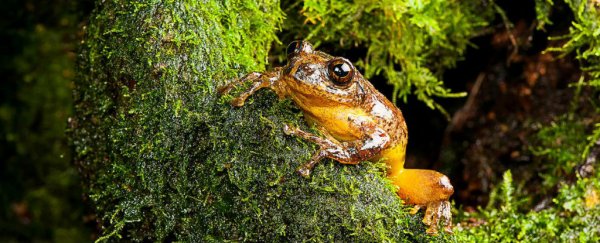 Rare tree frog is rediscovered after more than a century, eats its mother's eggs