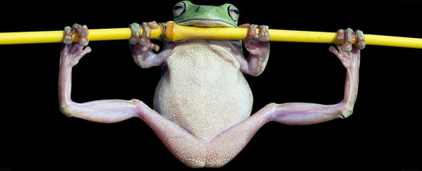Researchers have only just discovered that frogs have tiny knee caps
