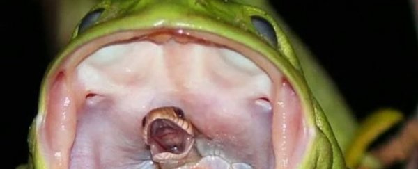 This old photo of a snake swallowed by a frog is giving us nightmares