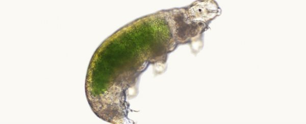 A frozen tardigrade has been brought back to life after 30 years