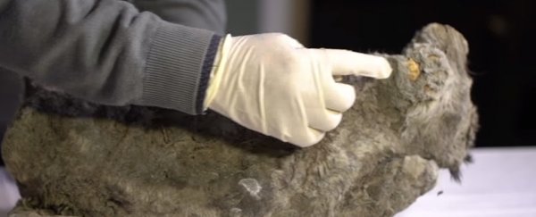 Buried for up to 50,000 years, a perfectly frozen cave lion cub was just found in Siberia