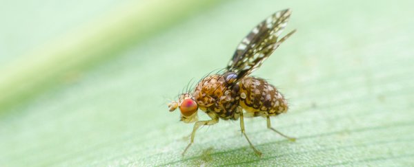 Patterns in fruit fly brains could soon power your Netflix recommendations