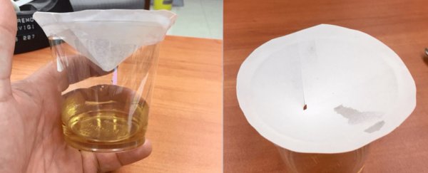 How to kill fruit flies, according to a scientist