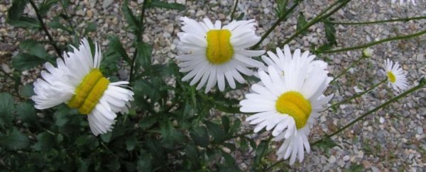 New photos show mutated daisies growing near Fukushima