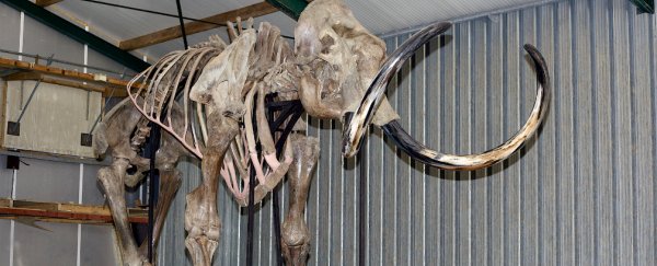A complete woolly mammoth skeleton has been recovered from the North Sea