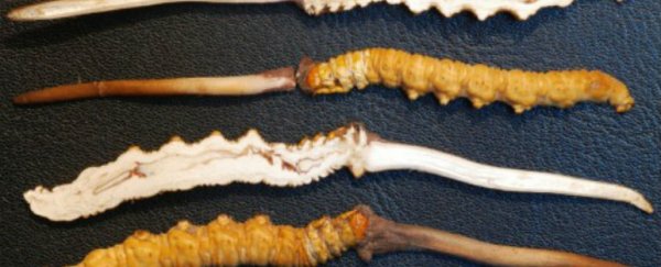 This parasitic fungus is worth more than its weight in gold