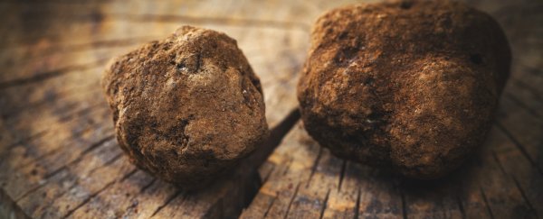 A rare black truffle has grown farther north on our planet than ever before