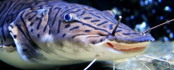 Do fish have feelings? What science says about animal sentience