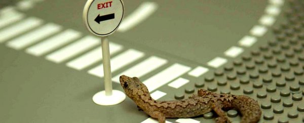Reptiles born in warmer weather struggle to learn