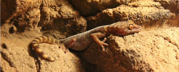 Even geckos might not be able to survive global warming, say scientists