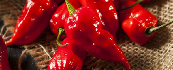 A ghost pepper challenge nearly killed a man by tearing a hole in his esophagus