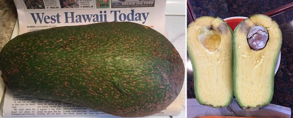 This gigantic avocado discovered in Hawaii could break a world record