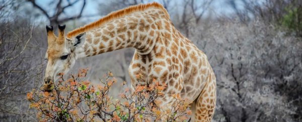 Scientists just realised there are not one, but four species of giraffe