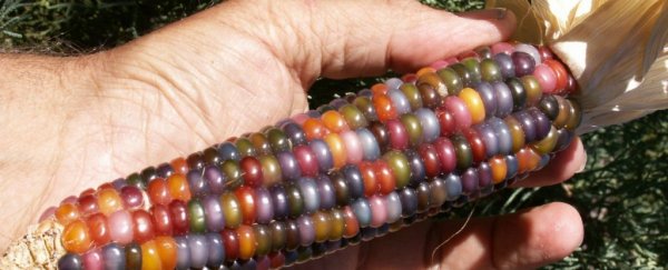 This rainbow corn actually exists. Here's how