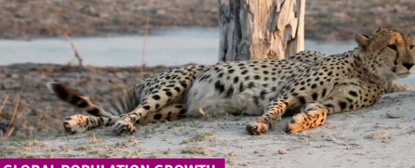 WATCH: Which organism rules the Earth?