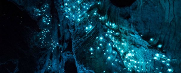This 30-million-year-old cave in New Zealand shows an amazing natural phenomenon