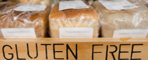 Study: two-thirds of gluten-sensitive people had no ill effects when given gluten