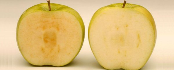 These new non-browning GM apples are headed for the market