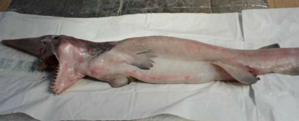 Rare goblin shark caught off the coast of Australia