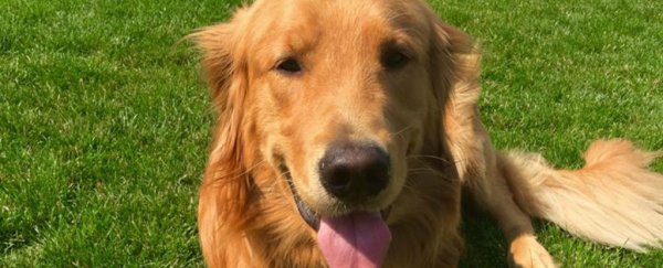 This adorable golden retriever dug up $85,000 worth of heroin in its backyard