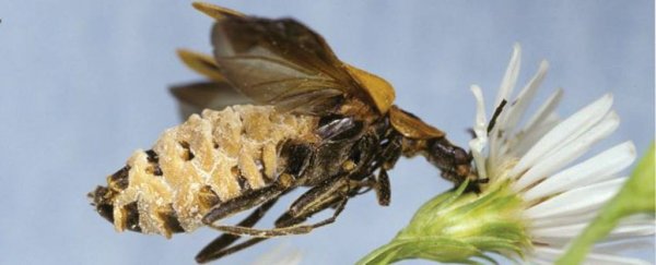 New Research shows this Beetle Fungus is Definitely the STI from Hell