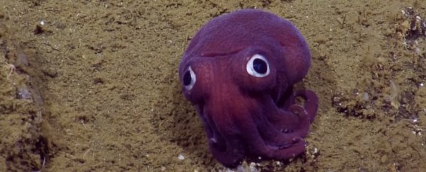 Here are 5 amazing marine biology YouTube channels you should subscribe to