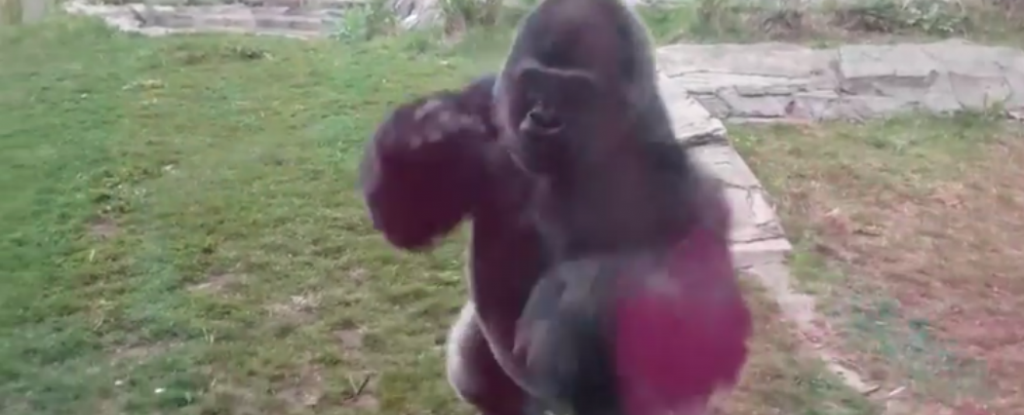 Overleve Wow dyr WATCH: Gorilla Cracks Glass Enclosure in Response to Little Girl's 'Chest- Beating' : ScienceAlert