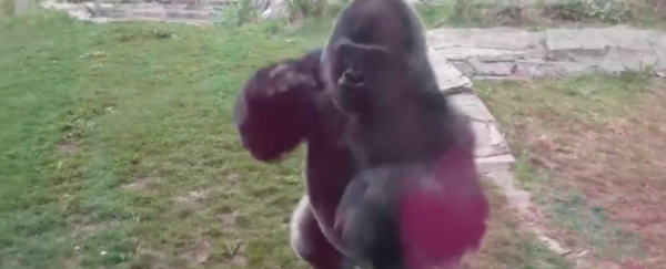 WATCH: Gorilla cracks glass enclosure in response to little girl's 'chest-beating'
