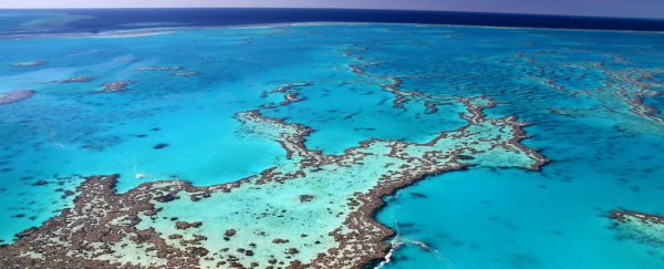 A massive reef was just discovered hiding behind the Great Barrier Reef