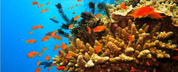 Researchers are building a new robot to help protect the Great Barrier Reef