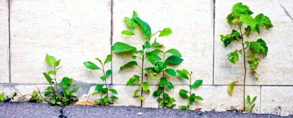 Trees in some cities grow faster than in the wild, and here's the crazy reason why
