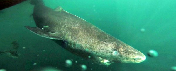 This shark can live up to 400 years, making it the oldest known vertebrate