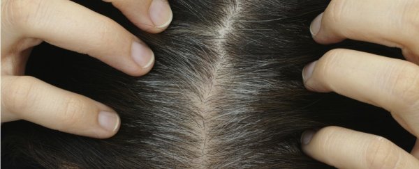 Can stress really turn your hair grey?
