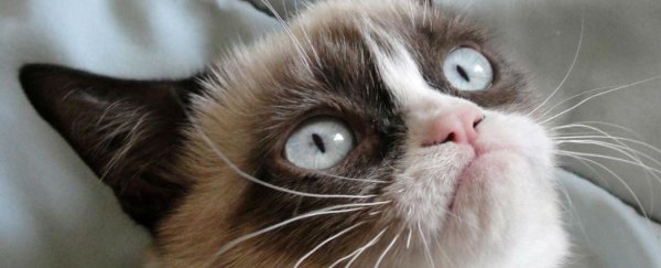 Watching cat videos lowers stress and makes you happy, study suggests