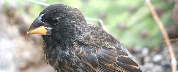 Scientists watched a new bird species evolve on Galapagos in just 2 generations